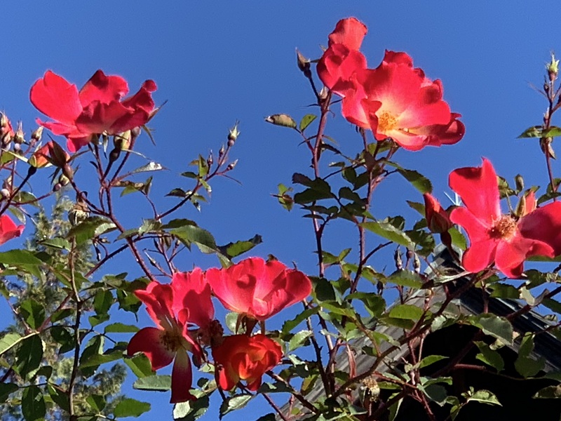 坂井美里 税理士 ｊ事務所 東京都 文京区 千駄木