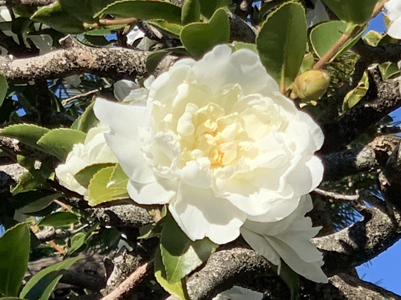 坂井美里 税理士 ｊ事務所 東京都 文京区 千駄木