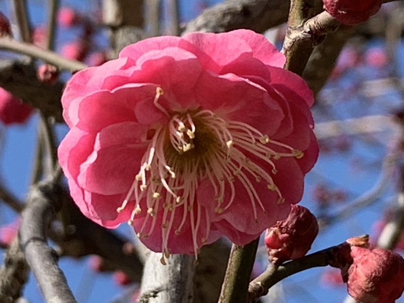 坂井美里 税理士 ｊ事務所 東京都 文京区 千駄木