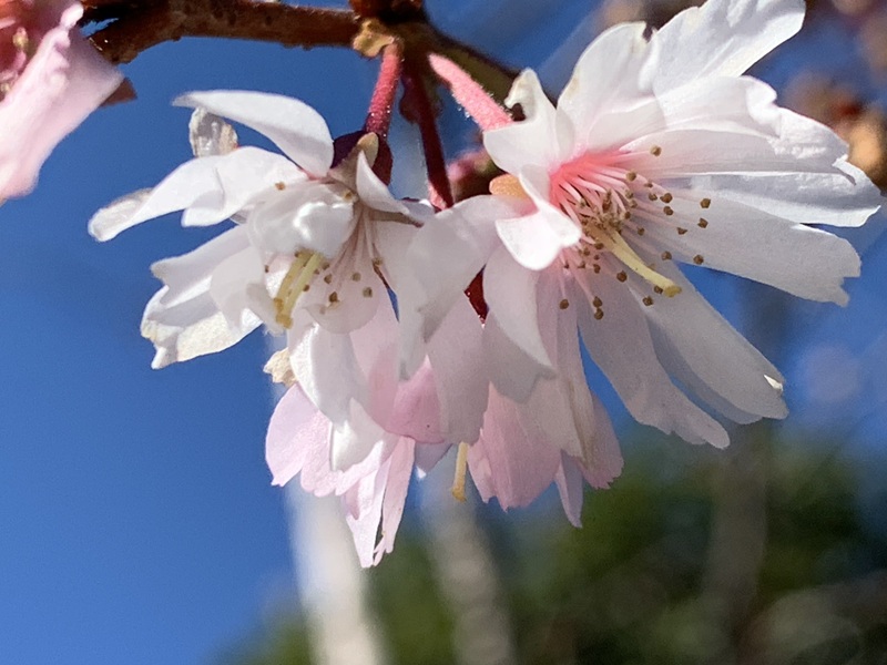 坂井美里 税理士 事務所 東京都 文京区 千駄木