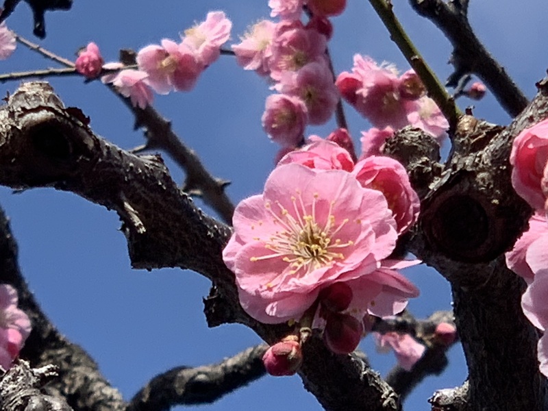 坂井美里 税理士 事務所 東京都 文京区 千駄木 坂井美里