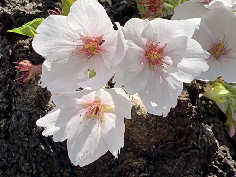 坂井美里 税理士 事務所 東京都 文京区 千駄木