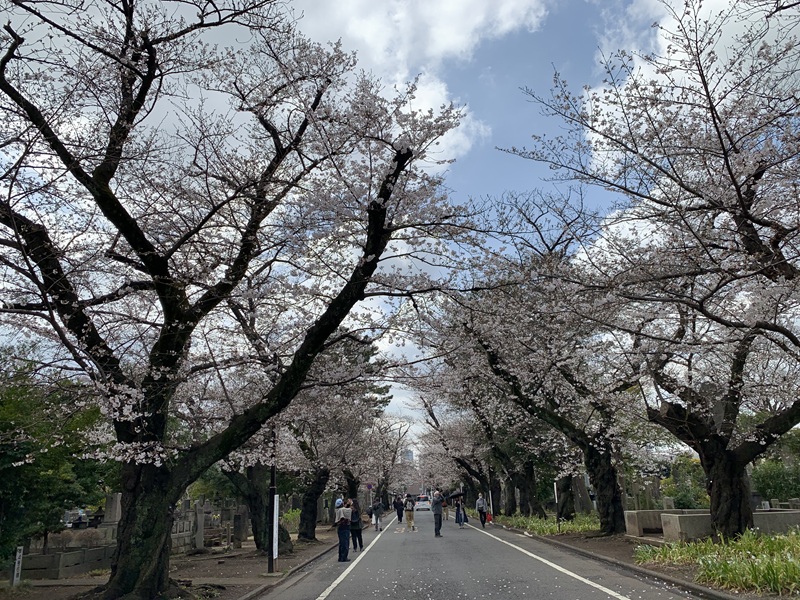 坂井美里 税理士 事務所 東京都 文京区 千駄木