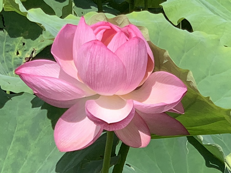 坂井美里 税理士 事務所 東京都 文京区 千駄木 坂井美里